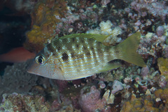 Lethrinus erythracanthus