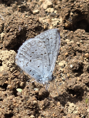 Spring azure