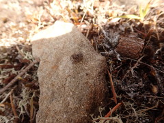 Habronattus hirsutus