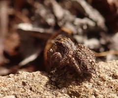Habronattus hirsutus