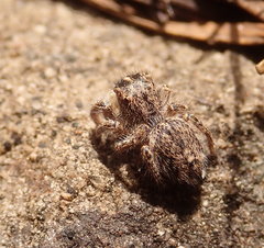 Habronattus hirsutus