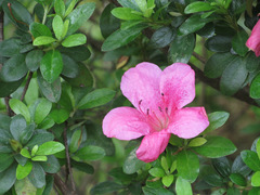 Rhododendron × pulchrum
