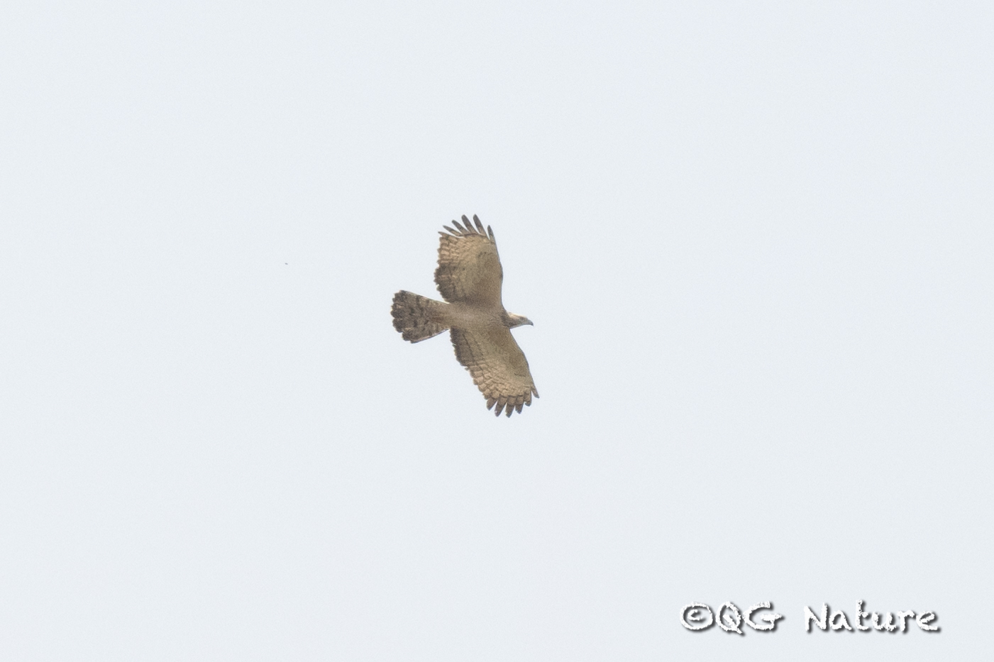 Crested Honey Buzzard