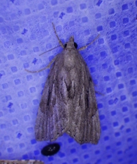 Cutina albopunctella