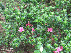 Rhododendron × pulchrum