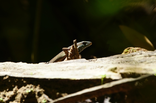 Eutropis macrophthalma