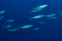 Elagatis bipinnulata