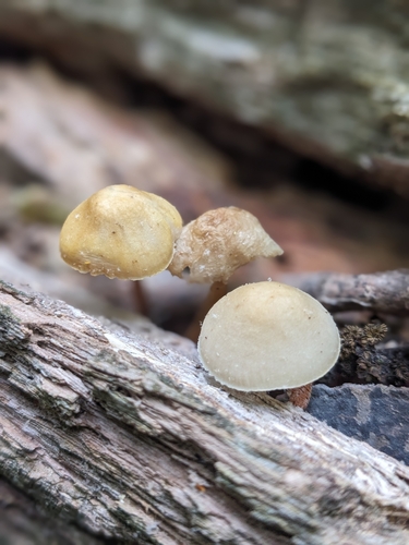 Mycena