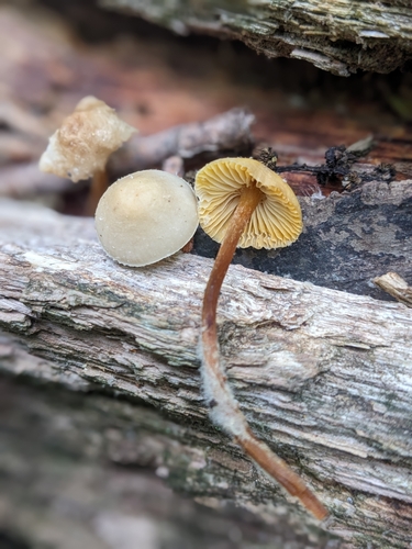 Mycena (Photo 2 of 6)