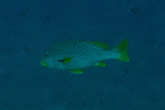 Plectorhinchus lineatus