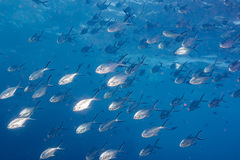Trachinotus baillonii