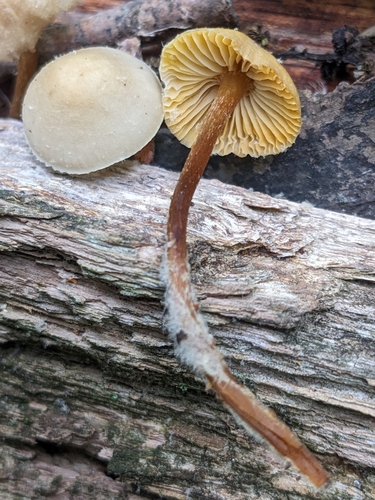 Mycena (Photo 4 of 6)
