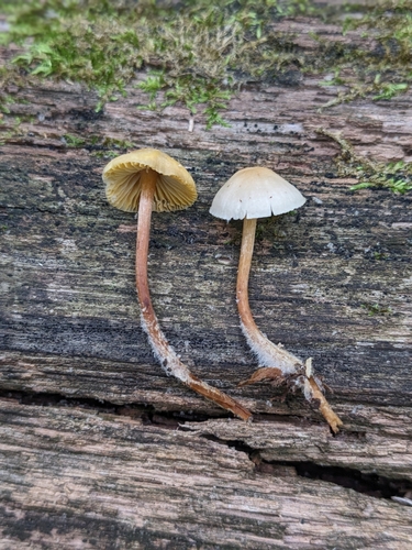 Mycena (Photo 5 of 6)