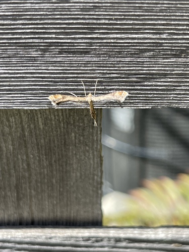 Lantana Plume Moth photo 5