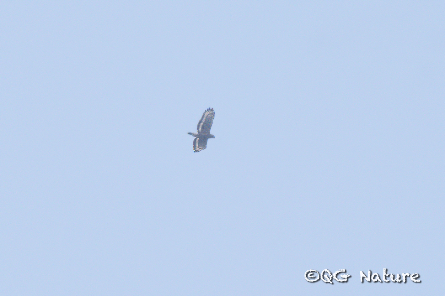 Crested Serpent Eagle