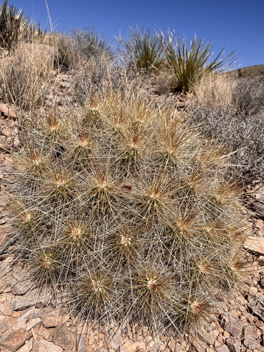 strawberry hedgehog cactus
