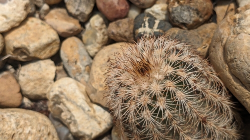 Image of Echinocereus fitchii by (c) Joseph Aubert, some rights reserved (CC BY)