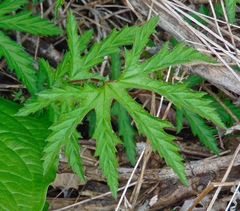 Filipendula rubra
