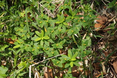 Euphorbia sieboldiana