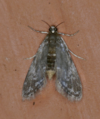 Elophila tinealis