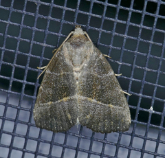 Ogdoconta