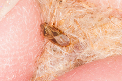 Chilacis typhae