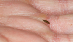 Chilacis typhae