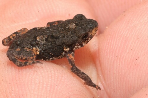Dar-es-Salaam Toad, Mertensophryne lindneri