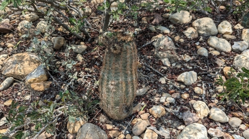 Image of Echinocereus fitchii by (c) Joseph Aubert, some rights reserved (CC BY)