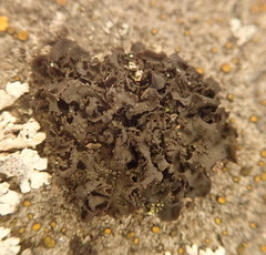 Blennothallia fecunda