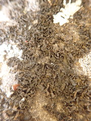 Blennothallia fecunda