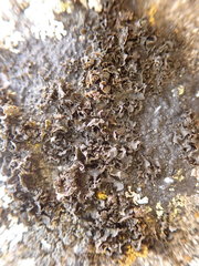 Blennothallia fecunda