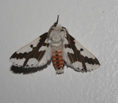 Euerythra phasma