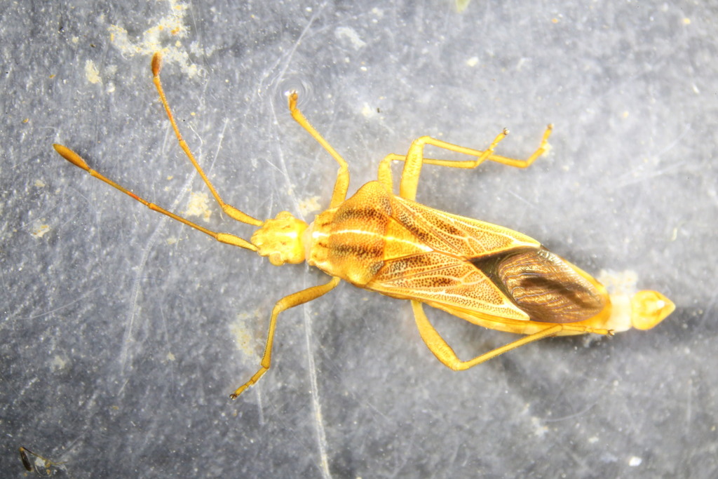 Cebrenis rolstoni