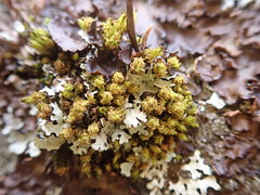 Plenogemma phyllantha