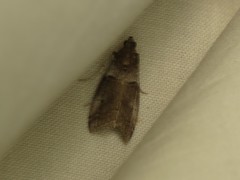 Acrobasis caliginella