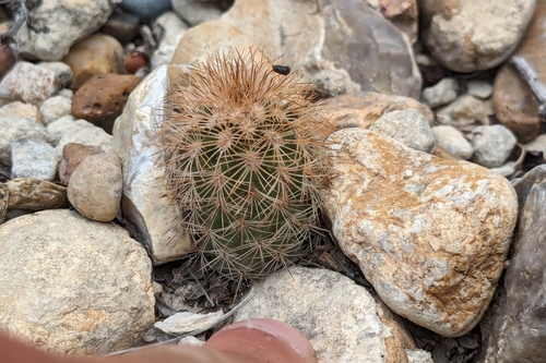 Image of Echinocereus fitchii by (c) Joseph Aubert, some rights reserved (CC BY)
