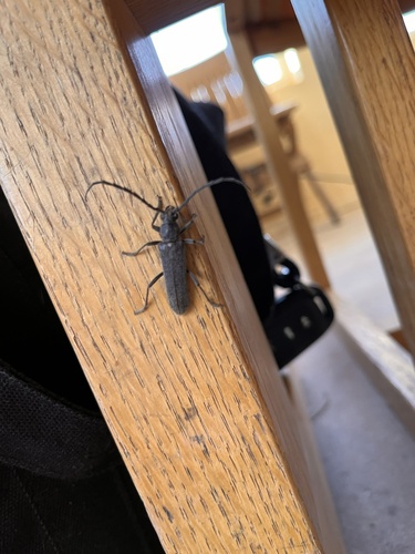 Aneflus obscurus