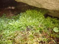 Claopodium whippleanum