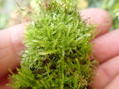 Claopodium whippleanum