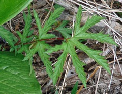 Filipendula rubra