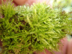 Claopodium whippleanum