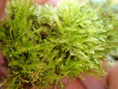 Claopodium whippleanum