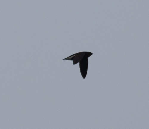 Silver-backed Needletail (Hirundapus cochinchinensis), photo 4