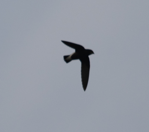 Silver-backed Needletail (Hirundapus cochinchinensis), photo 5