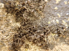 Blennothallia fecunda