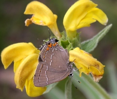 Satyrium favonius
