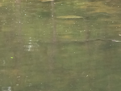 Acipenser fulvescens