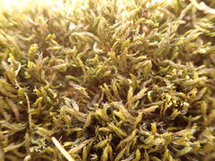 Grimmia trichophylla