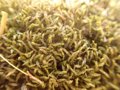Grimmia trichophylla